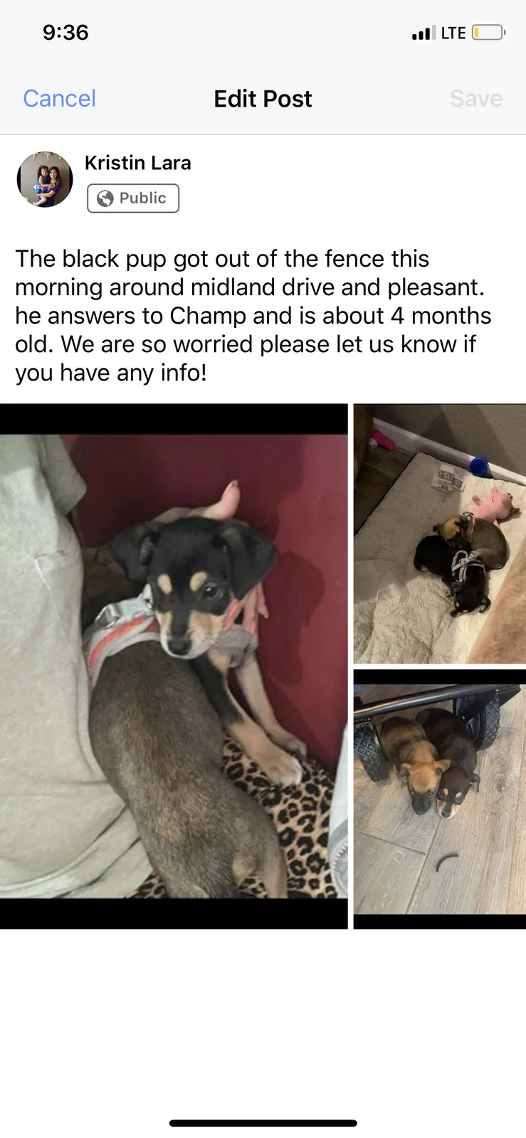 Lost dog in Midland, TX, 79703
