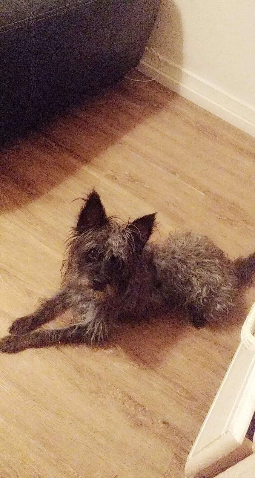 Lost dog in Albuquerque, NM, 87102