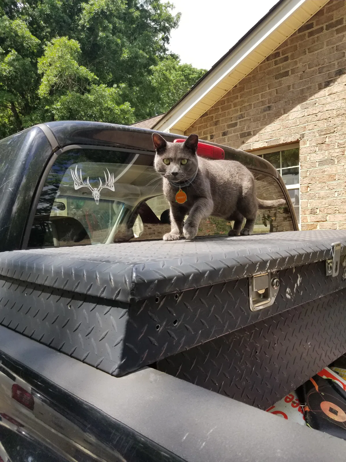 Lost cat in Monroe, NC, 28112