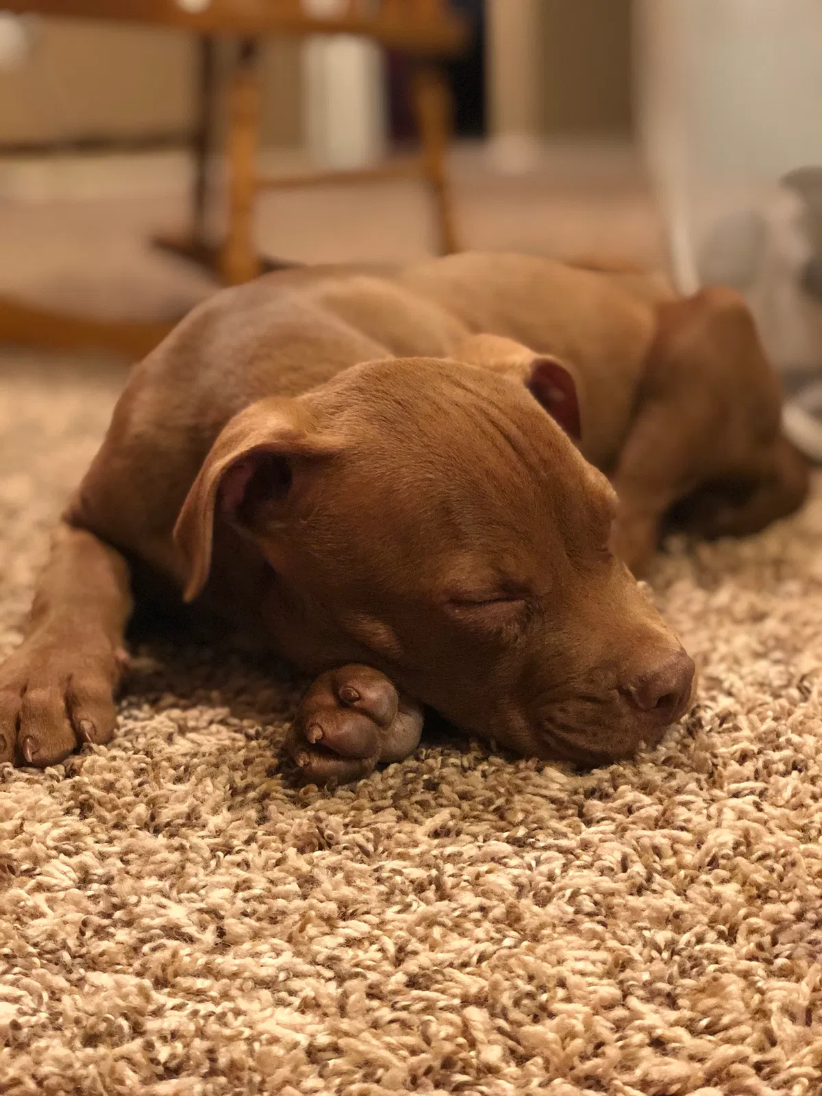 Lost dog in Lubbock, TX, 79423