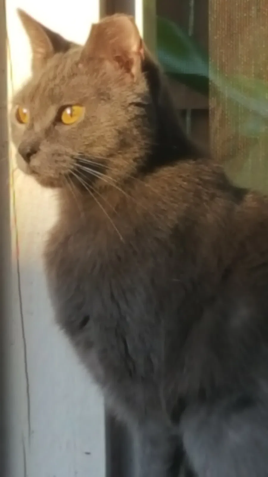 Lost cat in North Fort Myers, FL, 33917