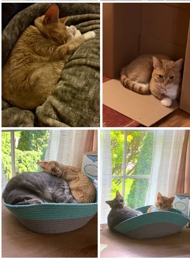 Lost cat in Doylestown, PA, 18901
