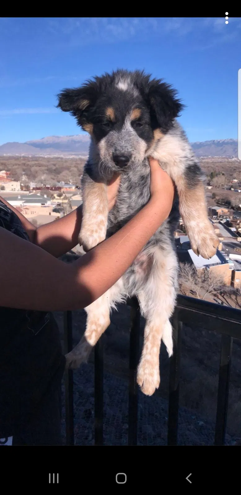 Lost dog in Albuquerque, NM, 87105