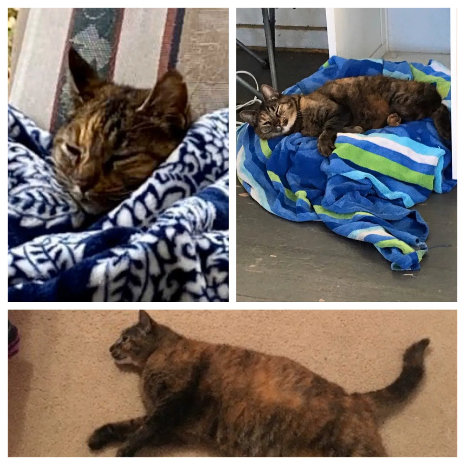 Lost cat in Daphne, AL, 36526