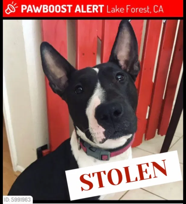 Lost dog in Lake Forest, CA, 92630