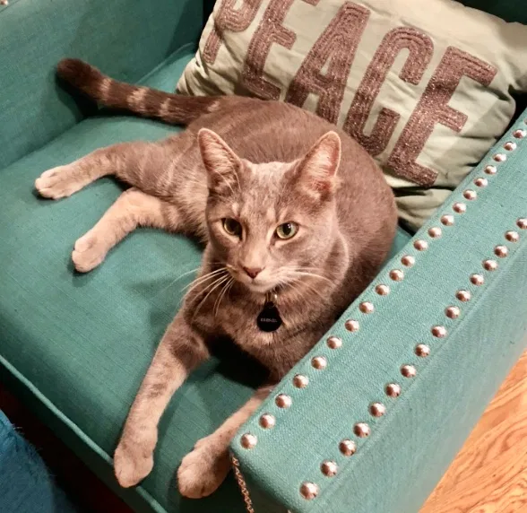 Lost cat in Pasadena, CA, 91107