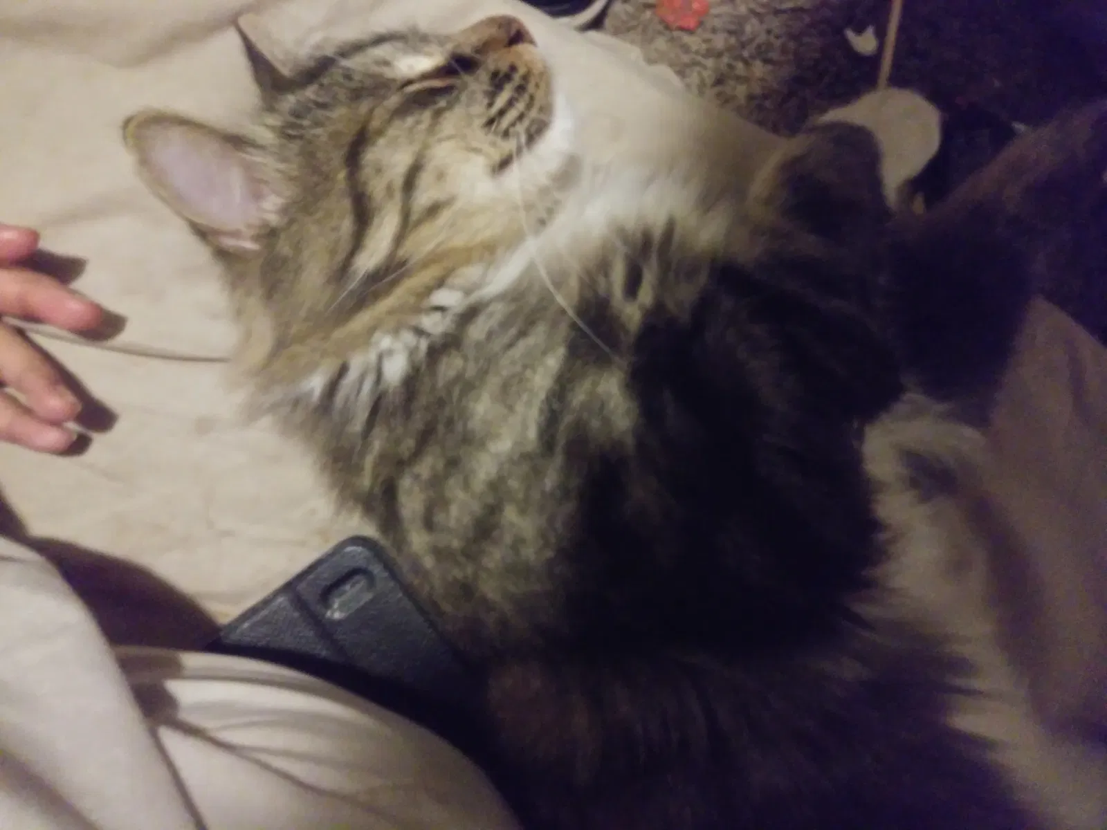 Lost cat in Aurora, CO, 80010
