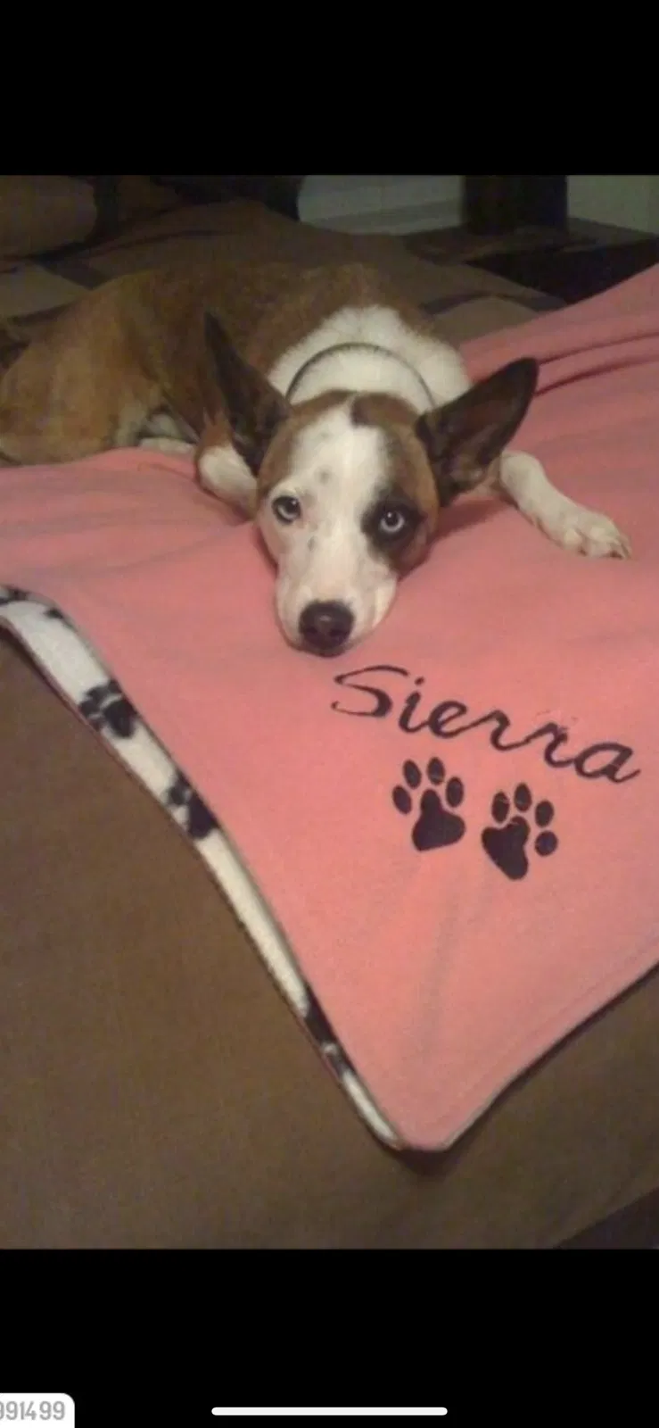 Lost dog in Belton, TX, 76513