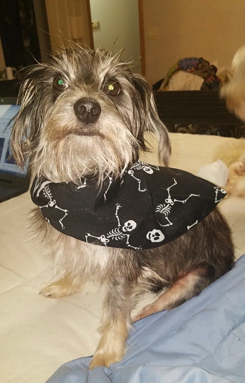 Lost dog in Sarasota, FL, 34243