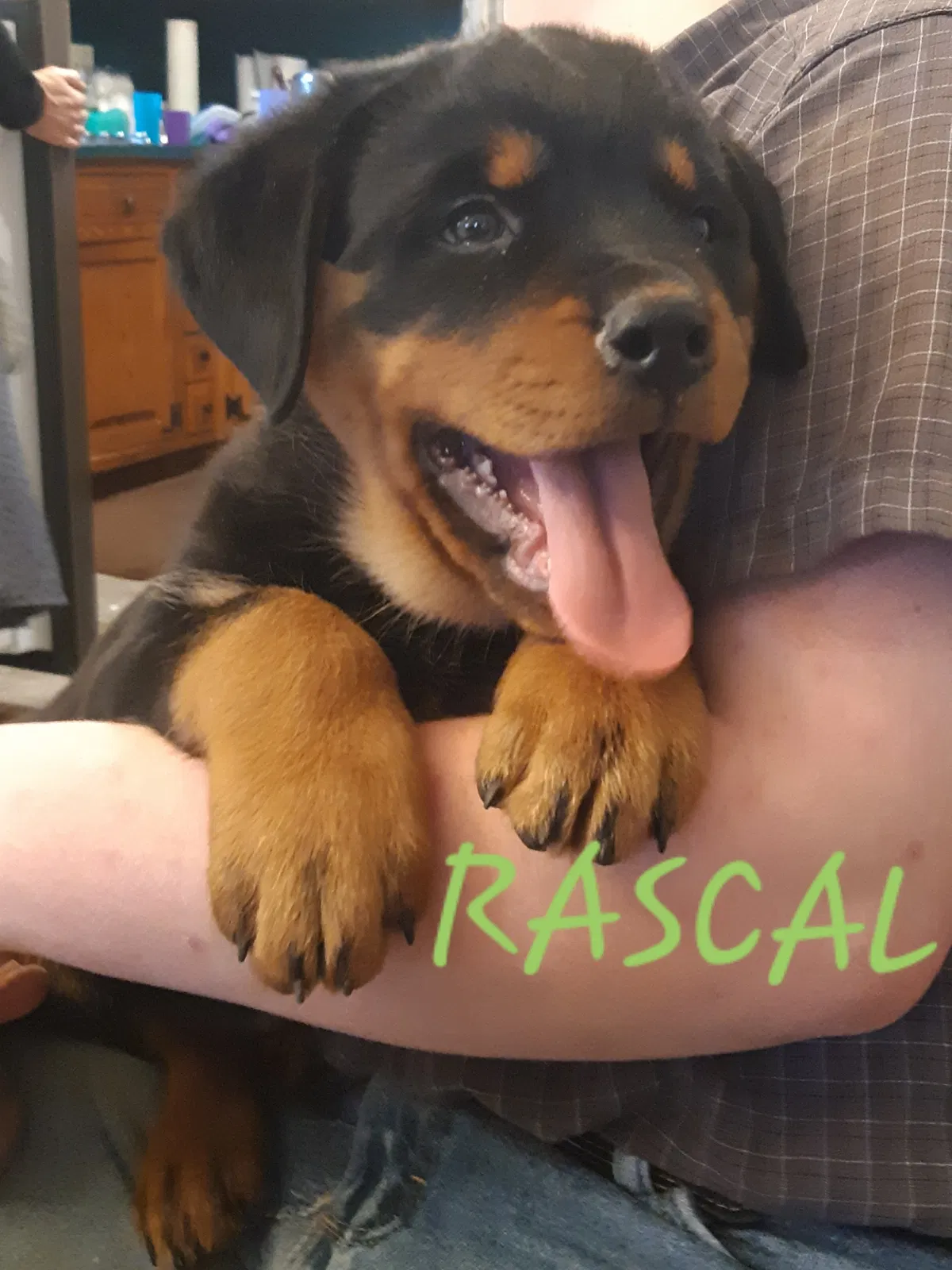 Lost dog in Robesonia, PA, 19551