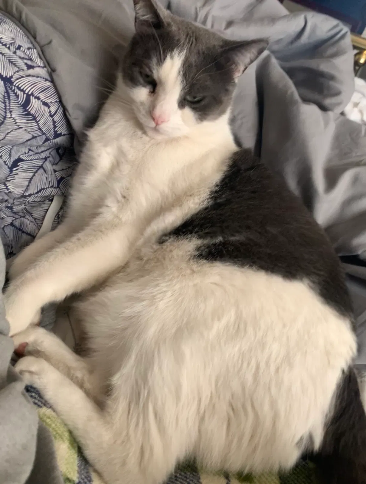Lost cat in Van Nuys, CA, 91406