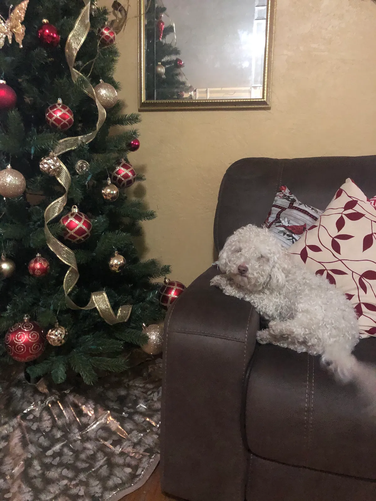 Lost dog in Fresno, CA, 93726
