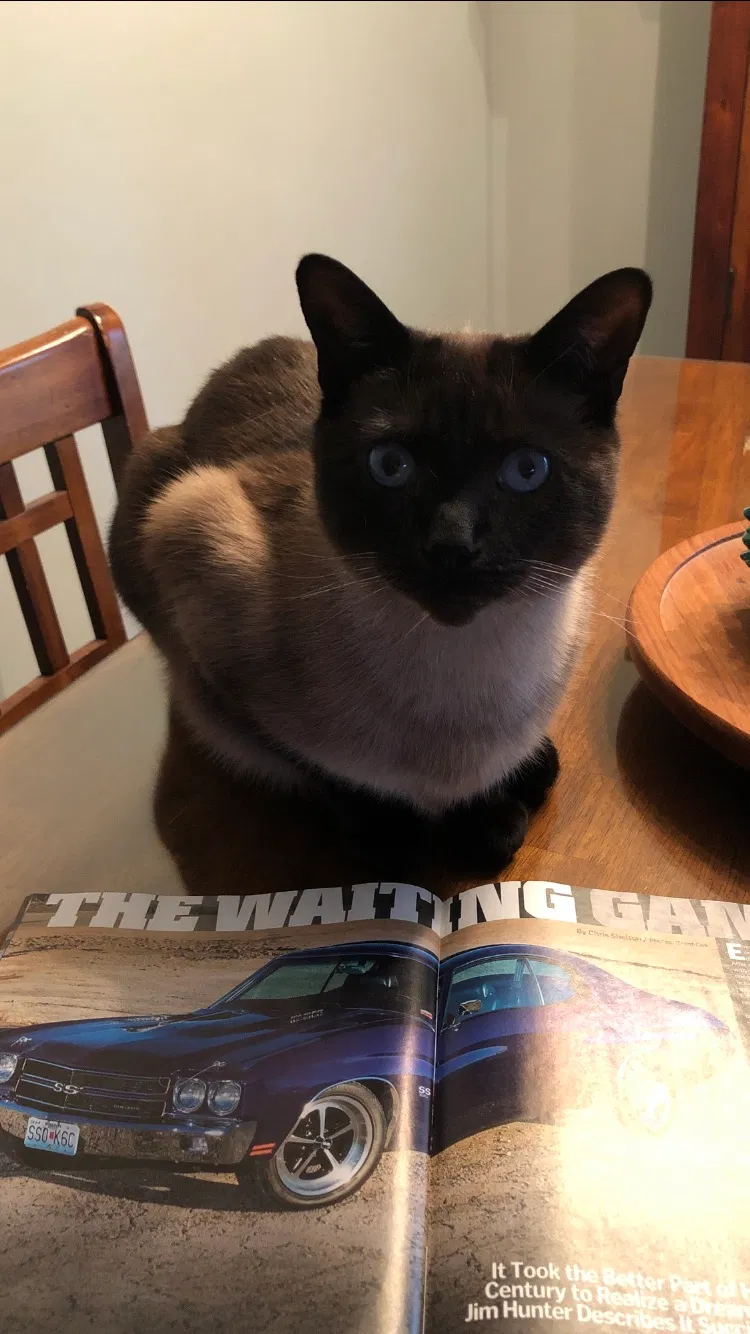 Lost cat in Shelton, CT, 6484