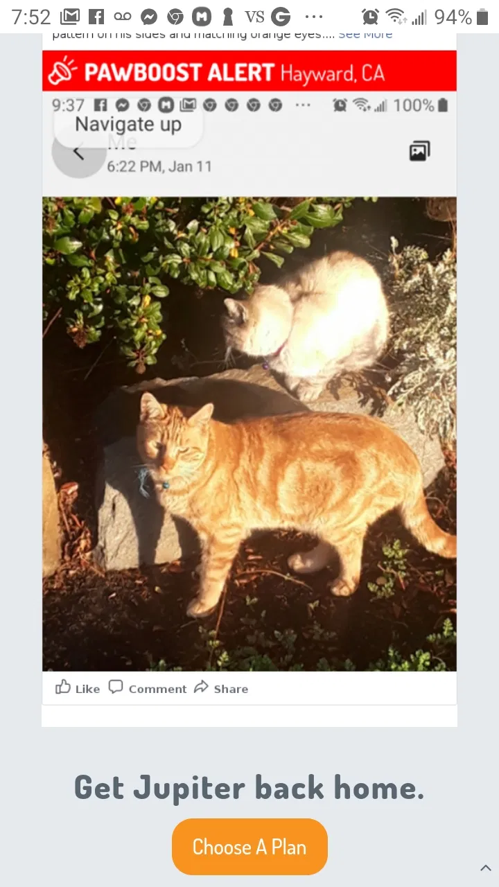 Lost cat in Hayward, CA, 94544