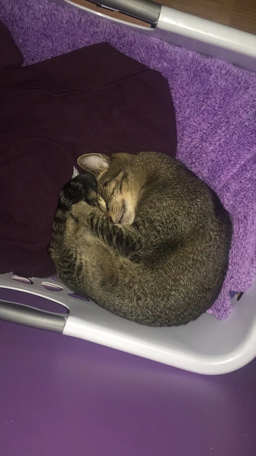 Lost cat in Port Saint Lucie, FL, 34953