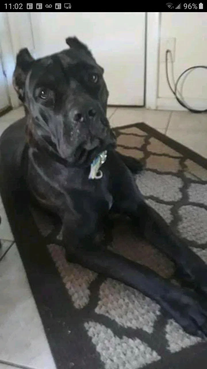 Lost dog in Biloxi, MS, 39532