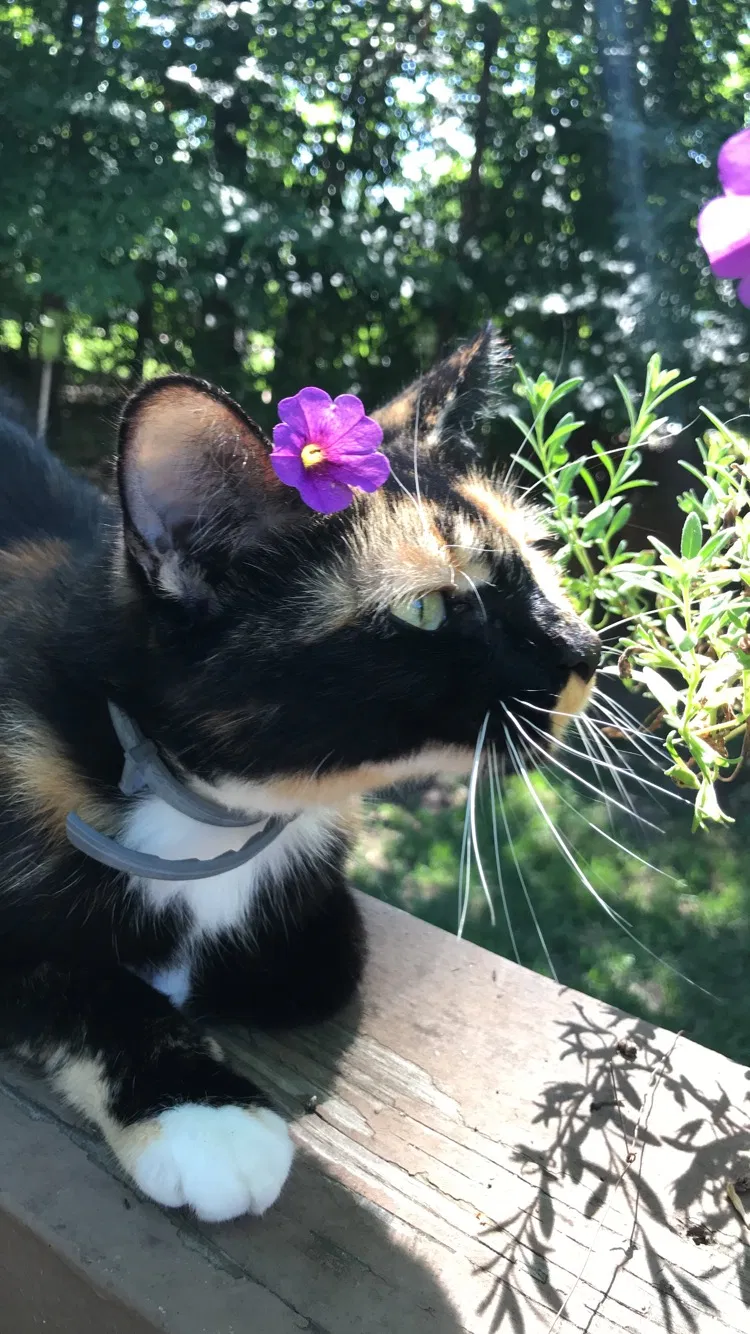 Lost cat in Midlothian, VA, 23113