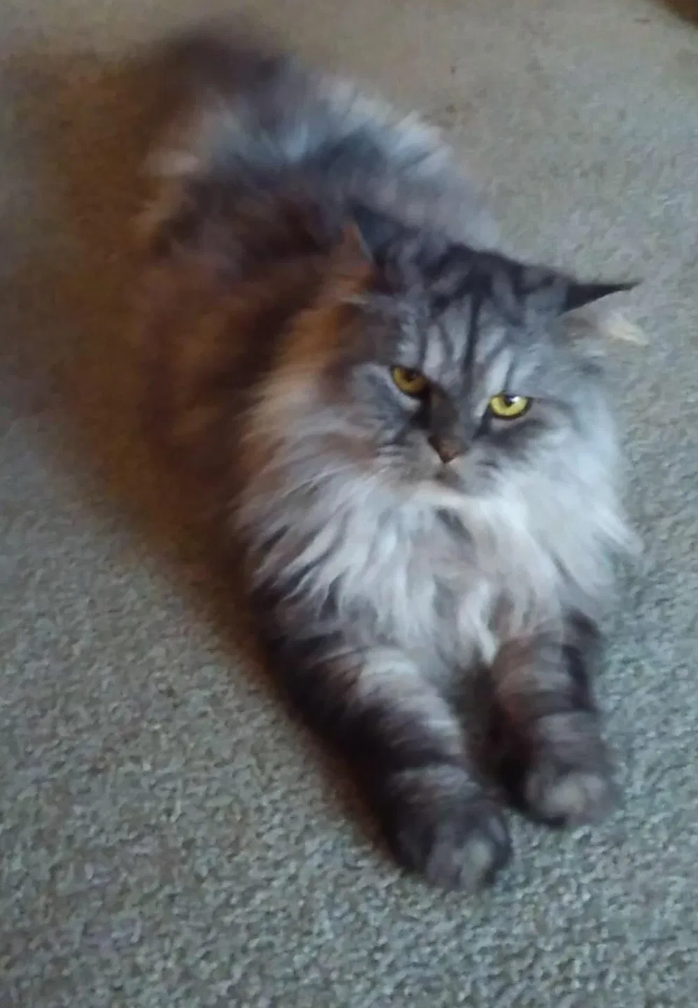 Lost cat in Birmingham, AL, 35216