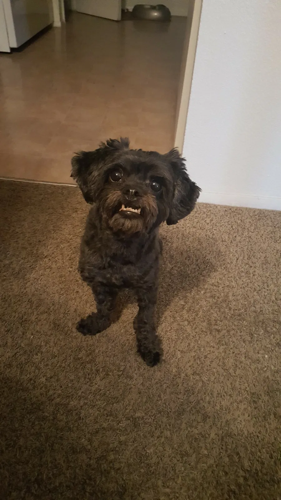 Lost dog in El Paso, TX, 79912