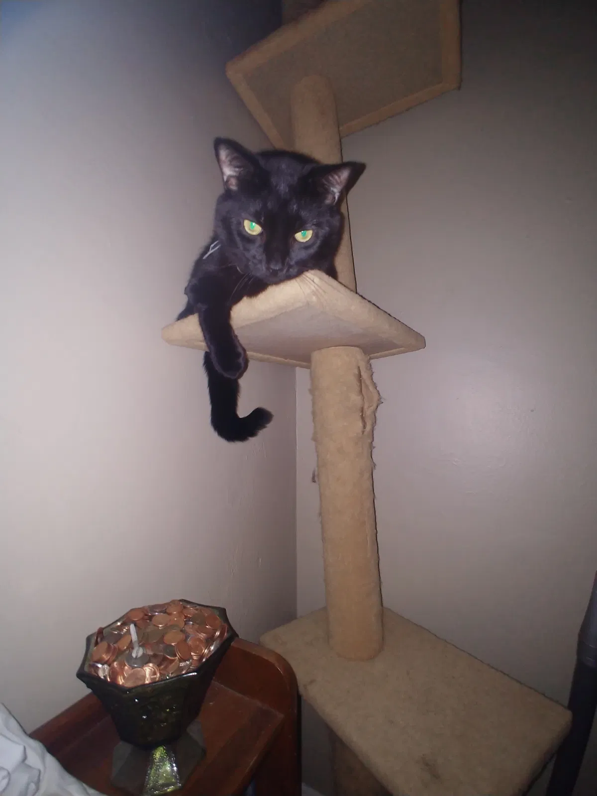 Lost cat in Hermitage, PA, 16148