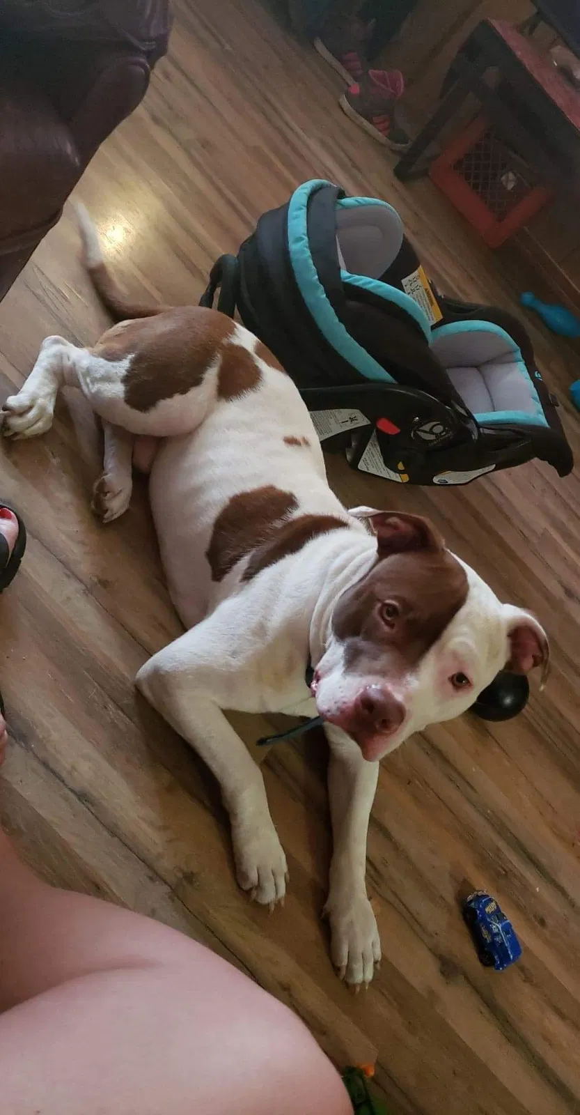 Lost dog in Lexington, TN, 38351