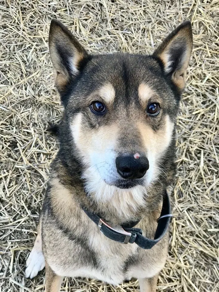 Lost dog in Lawrence, KS, 66044