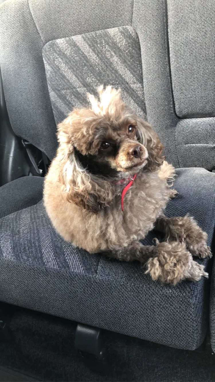 Lost dog in Orlando, FL, 32822