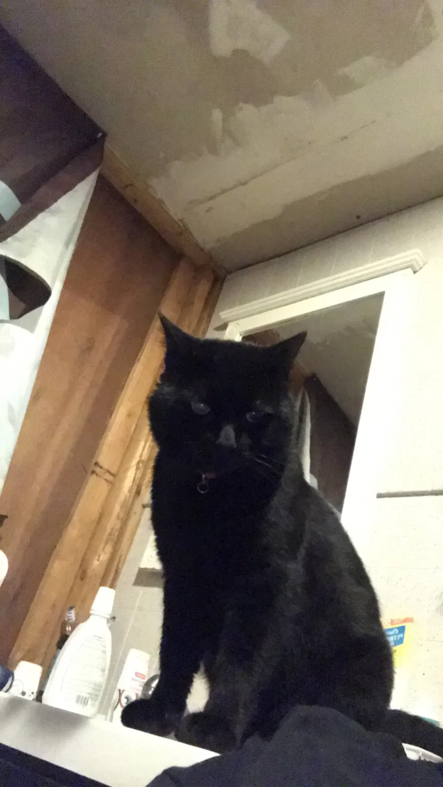 Lost cat in West Harrison, IN, 47060