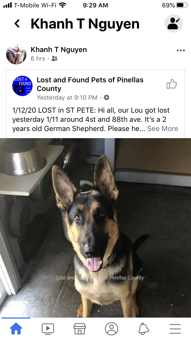 Lost dog in Saint Petersburg, FL, 33702