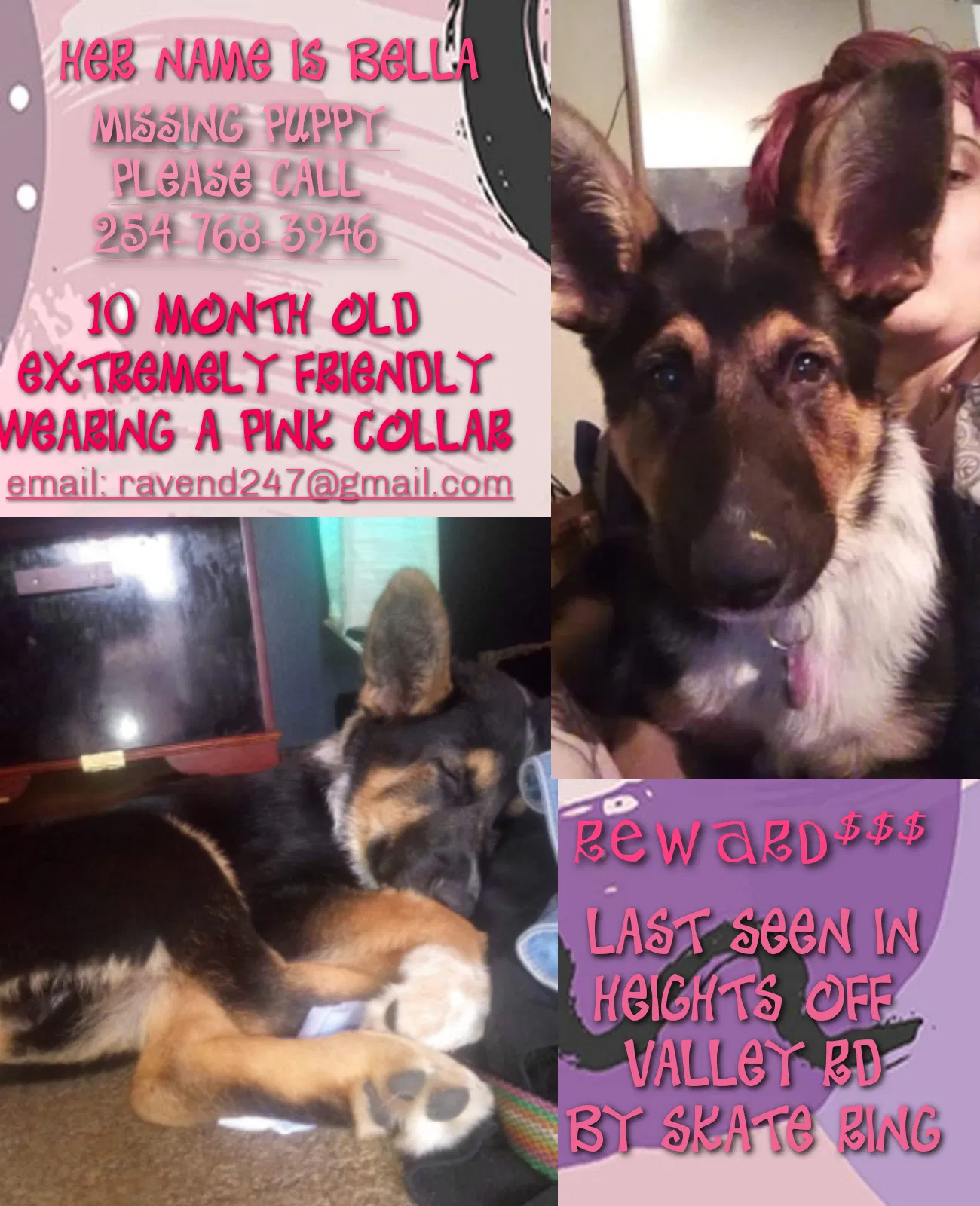 Lost dog in Harker Heights, TX, 76548