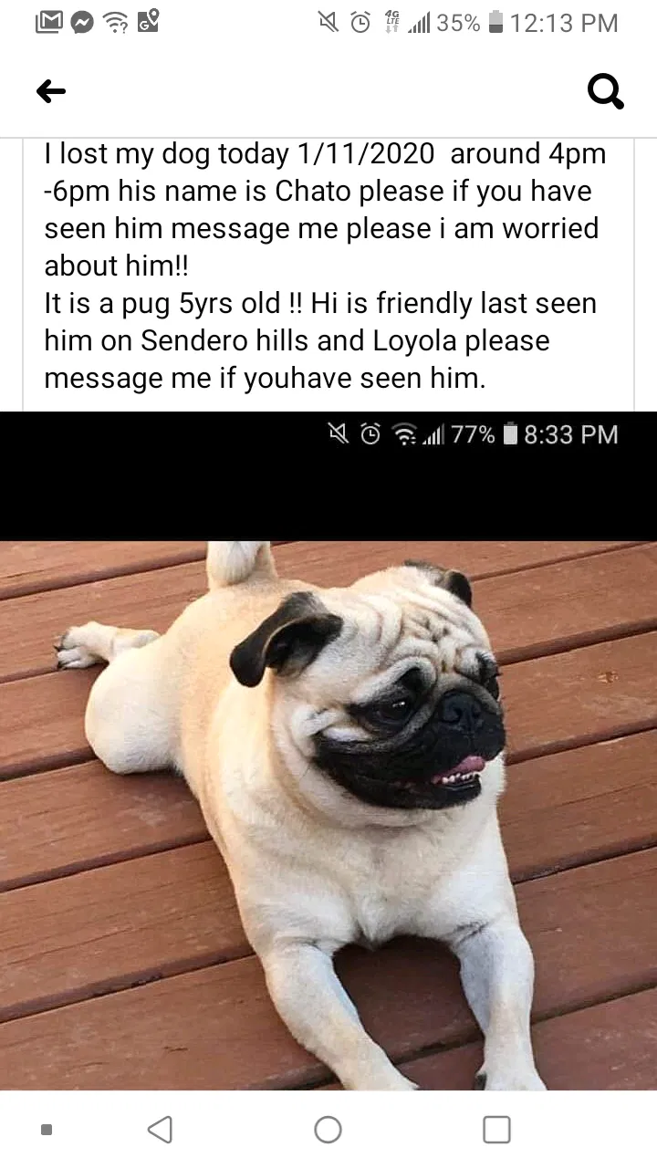 Lost dog in Austin, TX, 78724