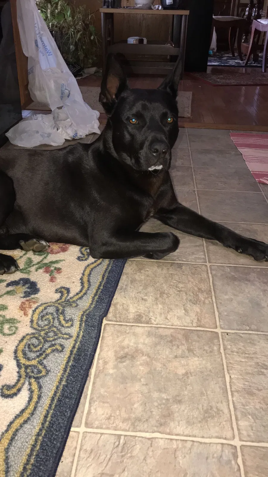 Lost dog in Delano, TN, 37325