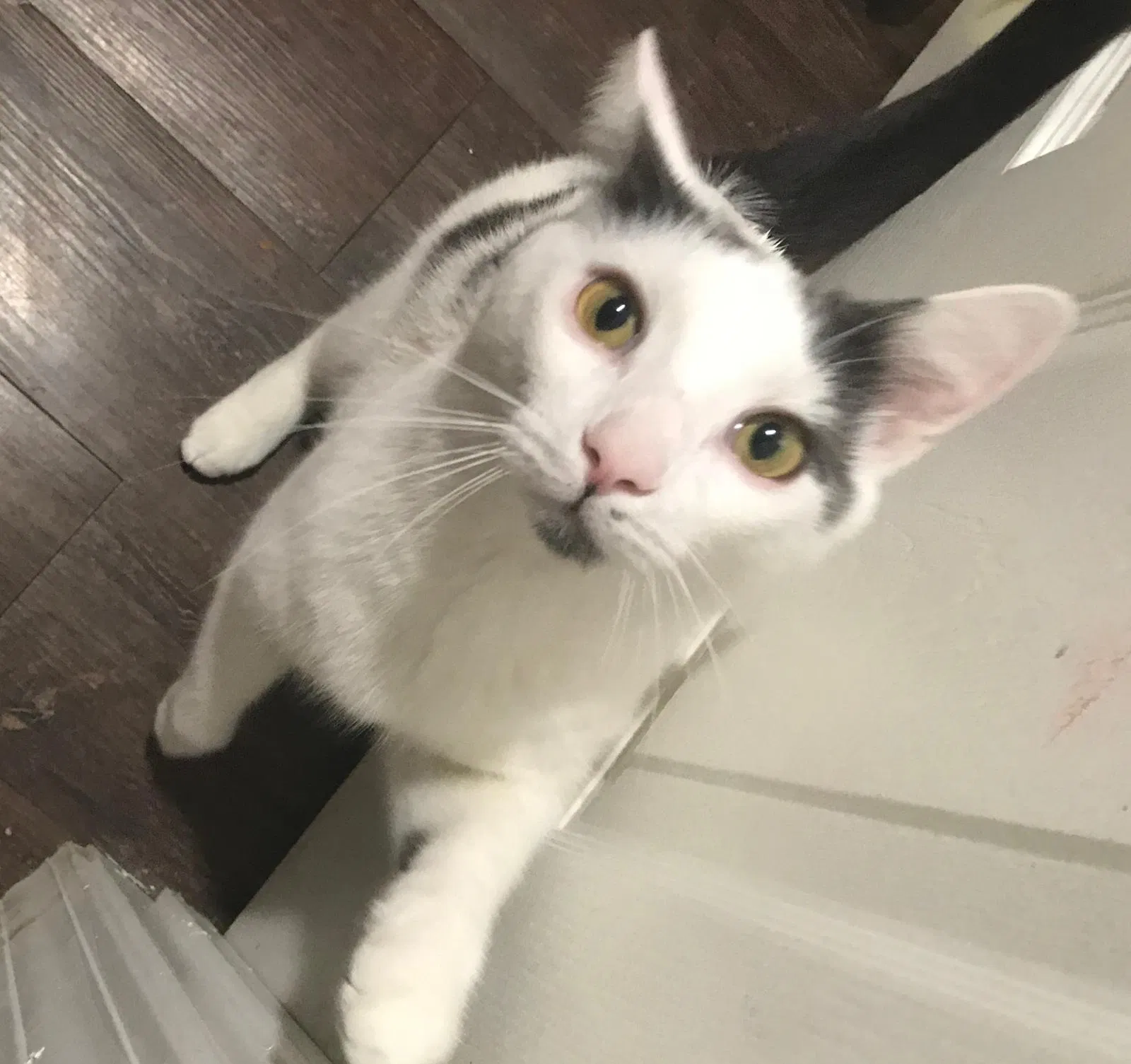 Lost cat in Columbia, SC, 29205