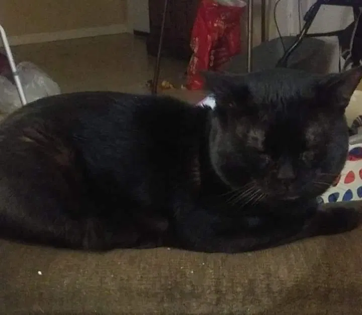 Lost cat in Zephyrhills, FL, 33542