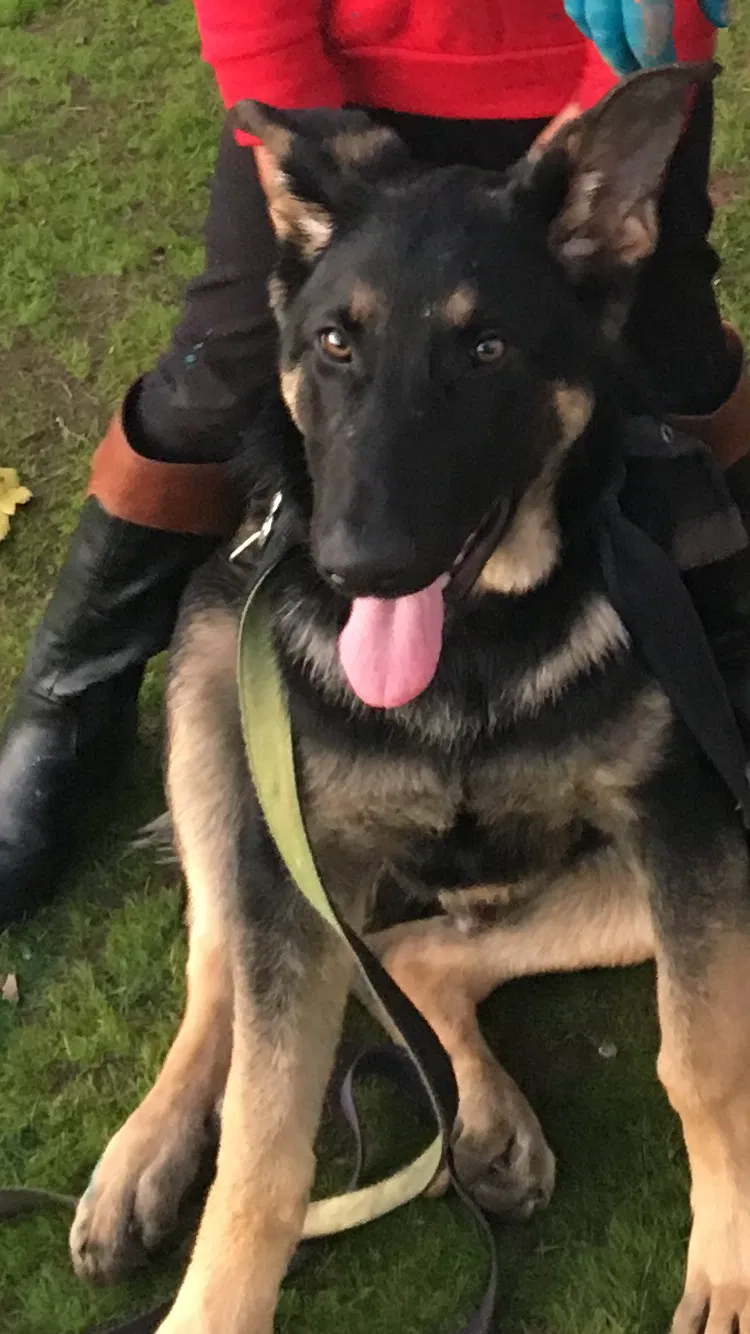 Lost dog in Orange Cove, CA, 93646