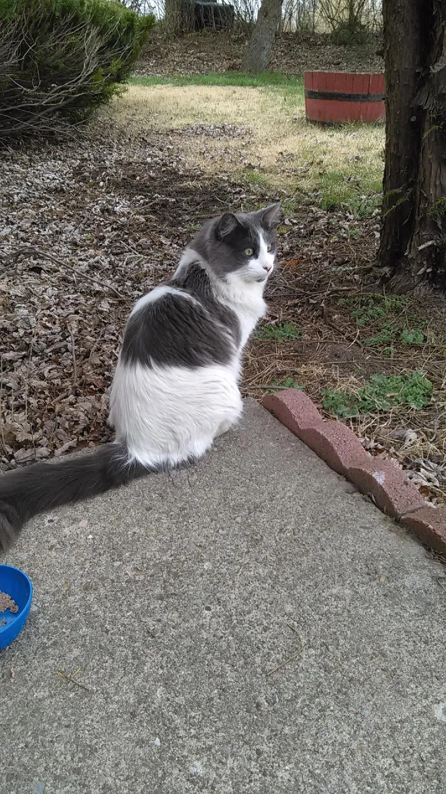 Lost cat in Broken Arrow, OK, 74012
