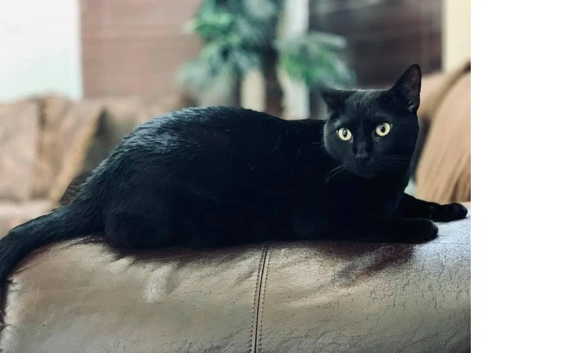 Lost cat in Keller, TX, 76248