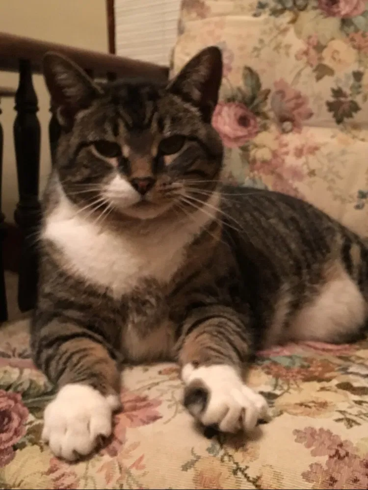 Lost cat in Ottawa Lake, MI, 49267