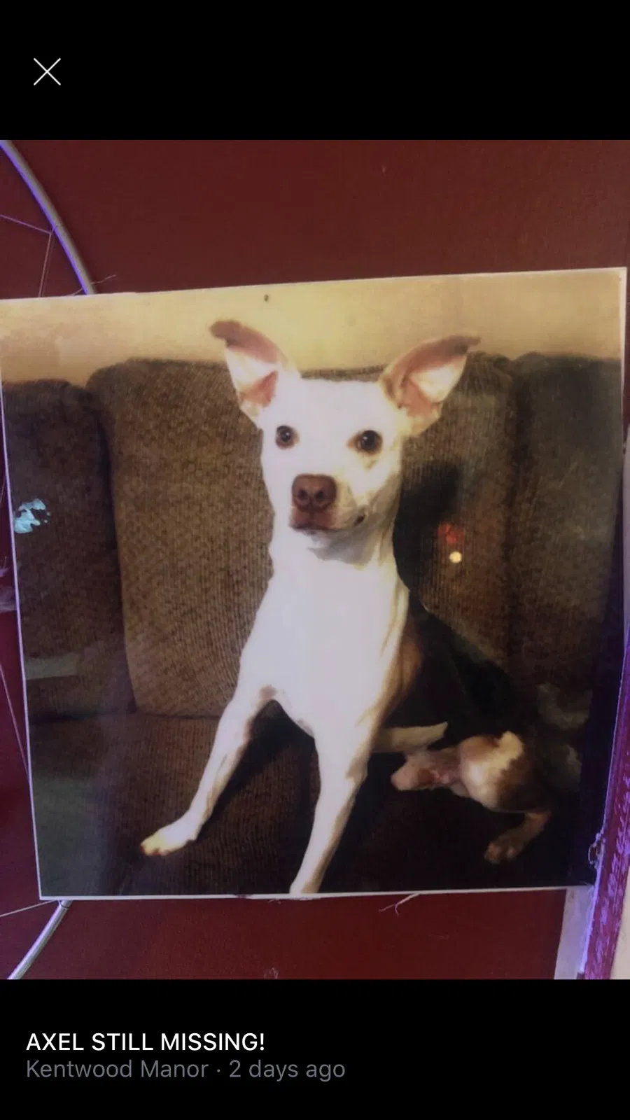 Lost dog in San Antonio, TX, 78232