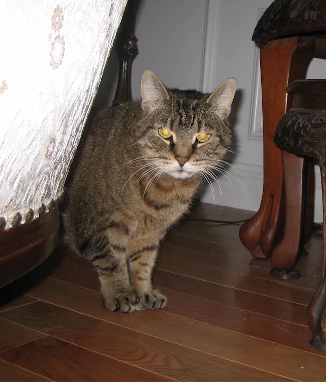 Lost cat in Boylston, MA, 1505