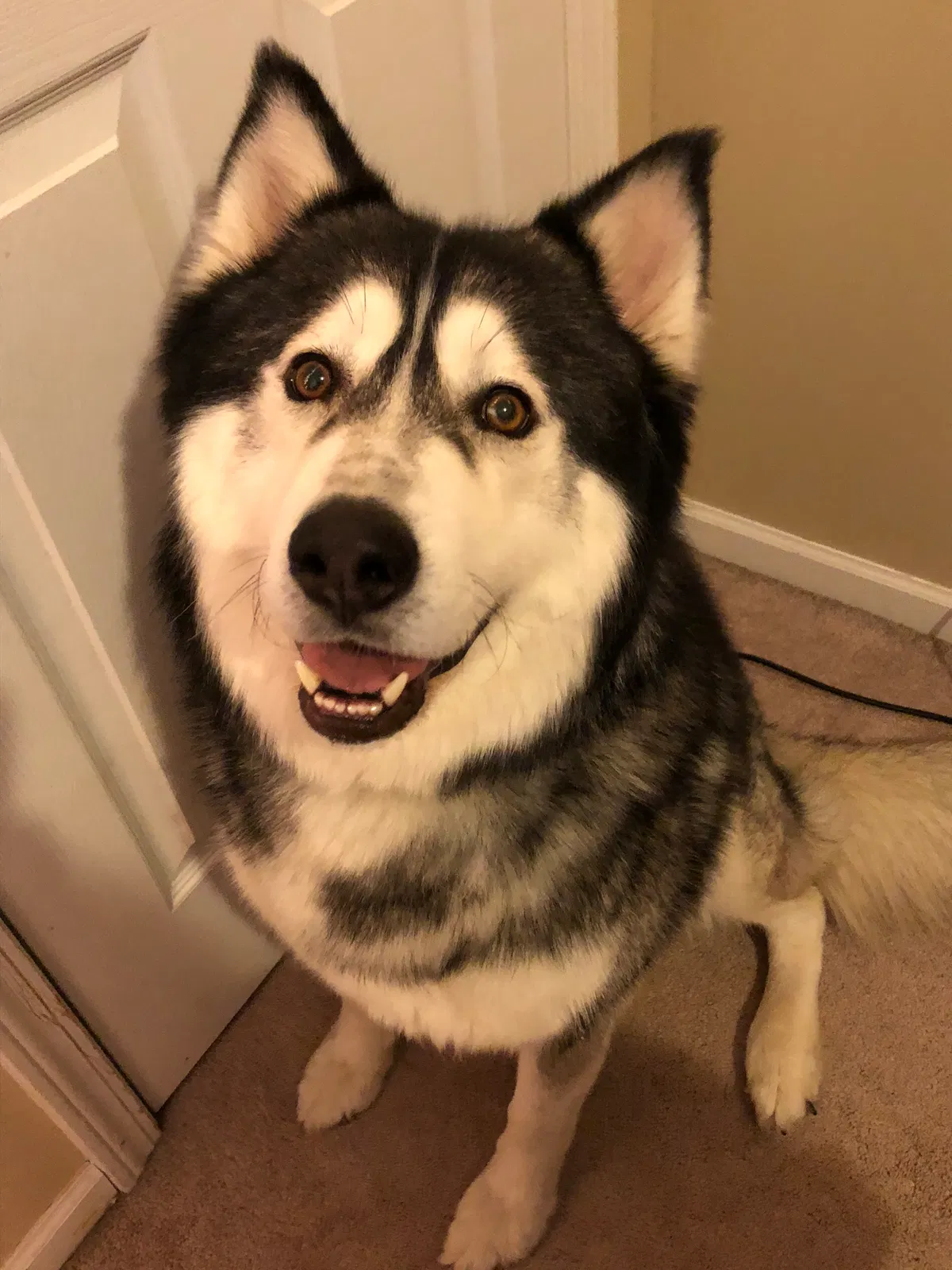 Found dog in Sacramento, CA, 95815