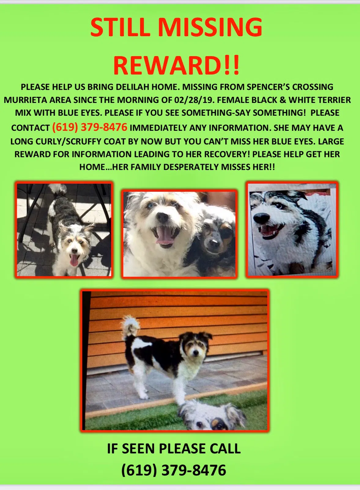 Lost dog in Murrieta, CA, 92563