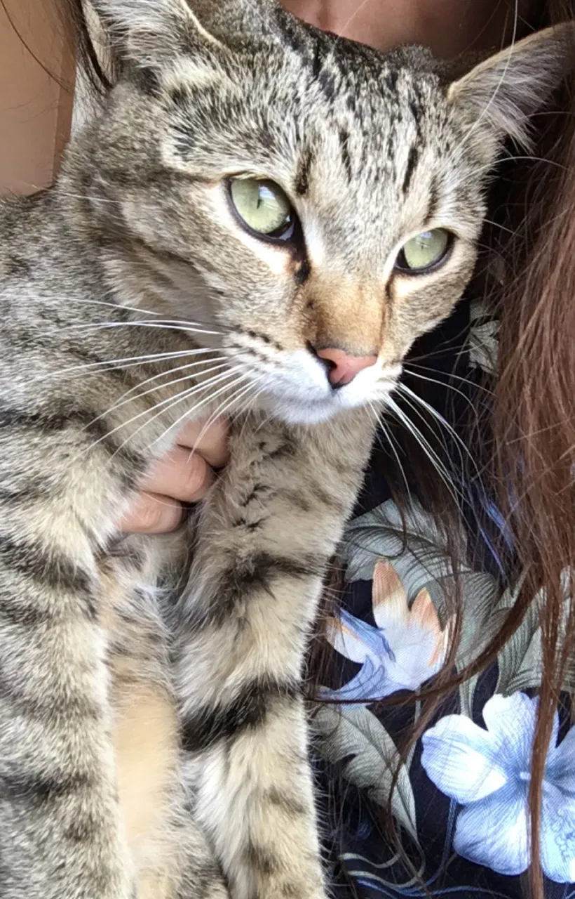 Lost cat in Albuquerque, NM, 87121