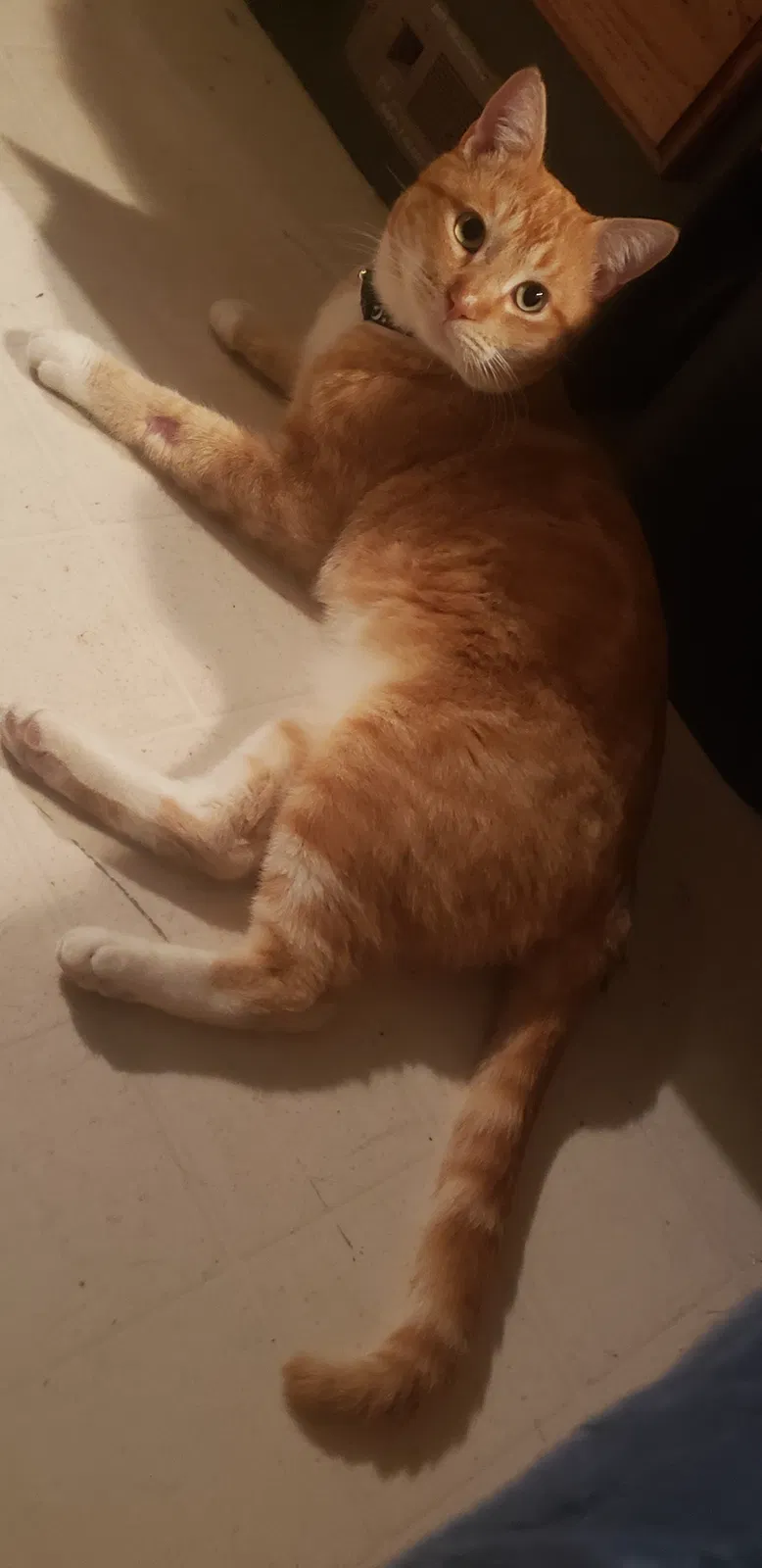 Lost cat in Scottsdale, AZ, 85250