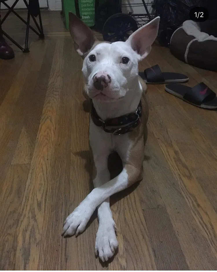 Lost dog in Bronx, NY, 10467