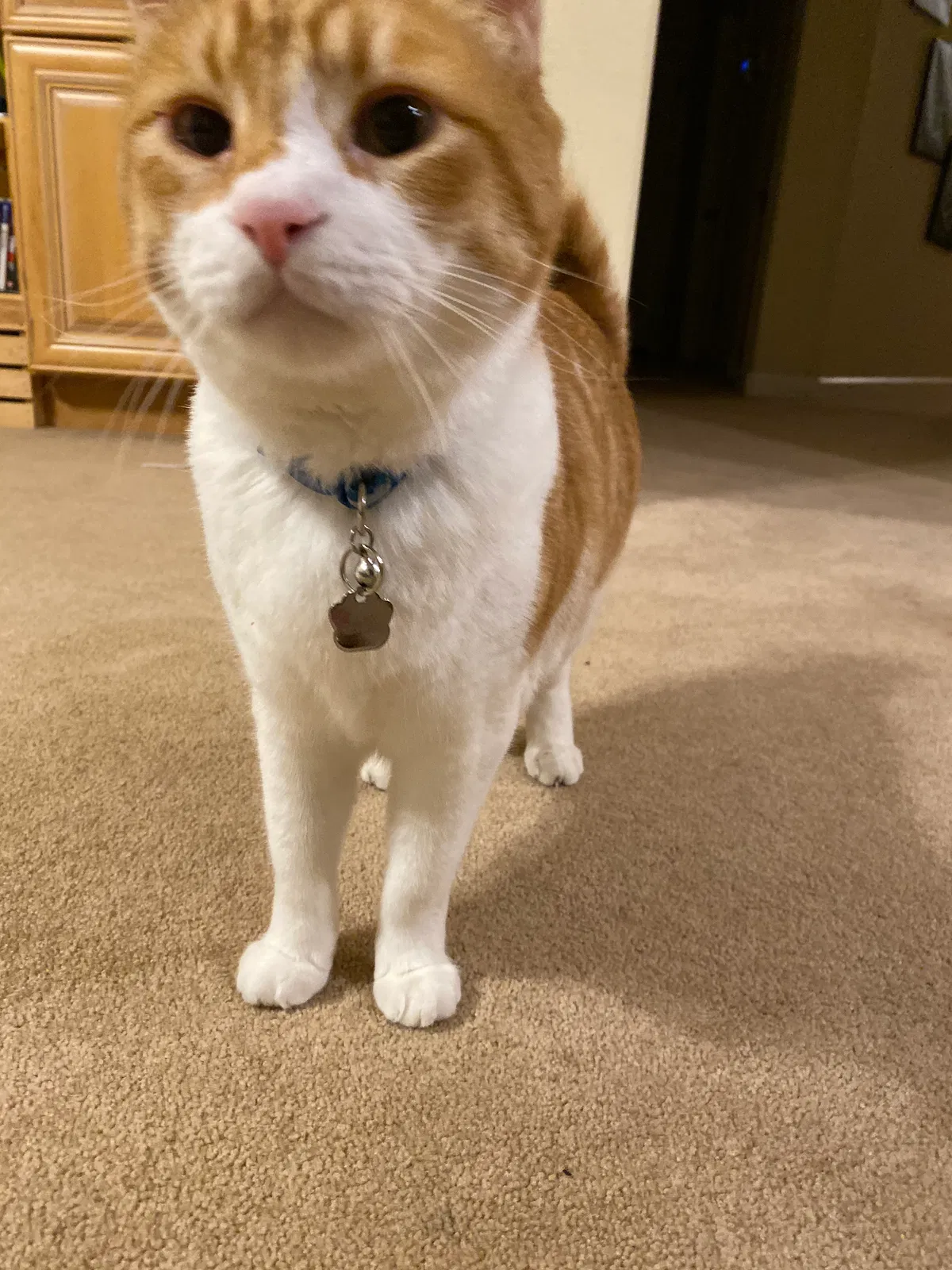 Lost cat in Dublin, CA, 94568