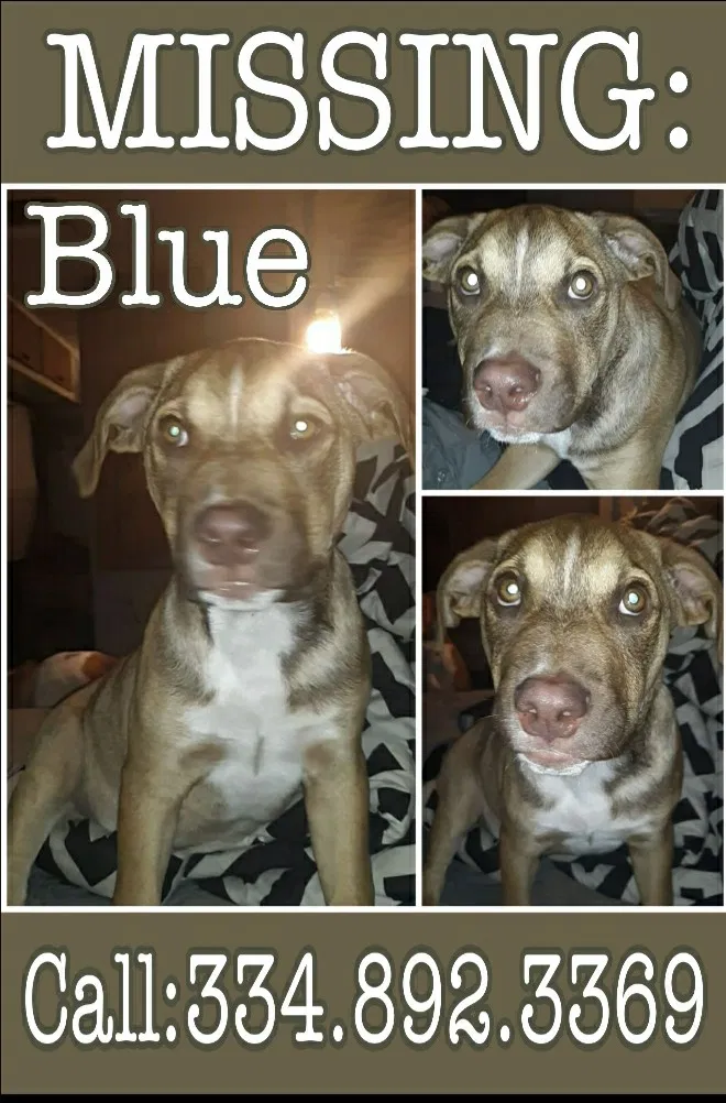 Lost dog in Andalusia, AL, 36421