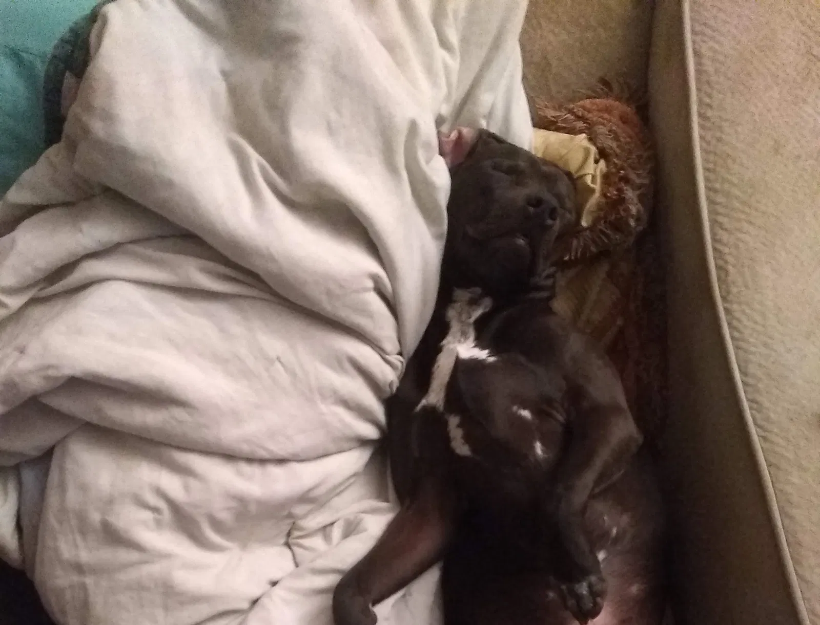 Lost dog in Leander, TX, 78645