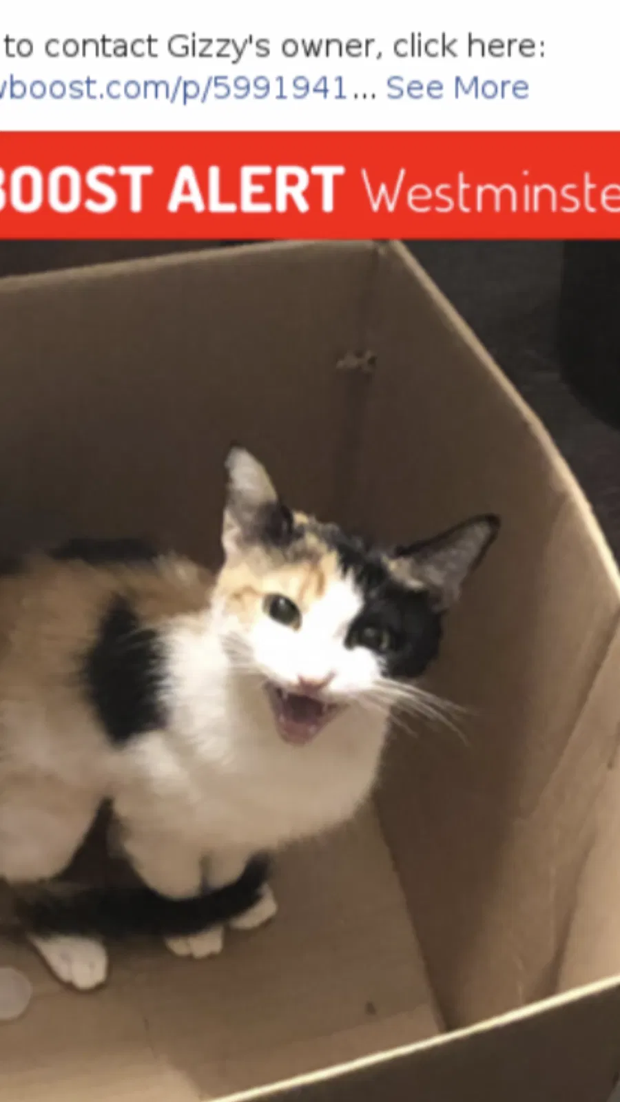 Lost cat in Westminster, CA, 92683