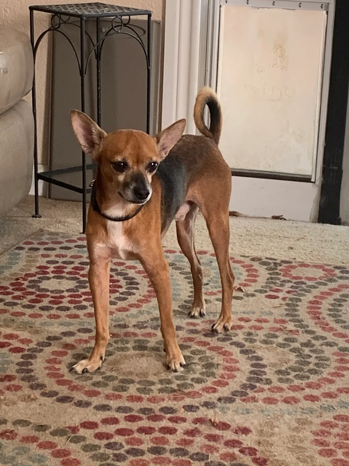 Lost dog in Lubbock, TX, 79411